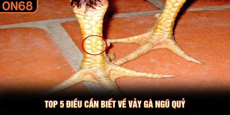 Top 5 điều cần biết về vảy gà Ngũ Quỷ